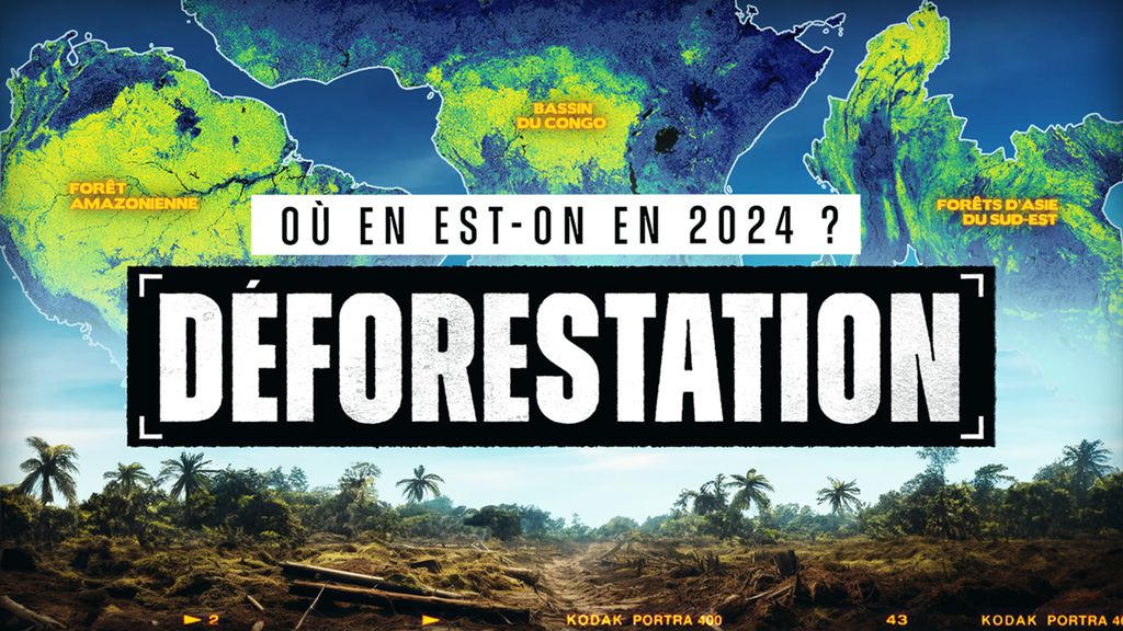 Comprendre la DÉFORESTATION et ses enjeux (en 15 min)