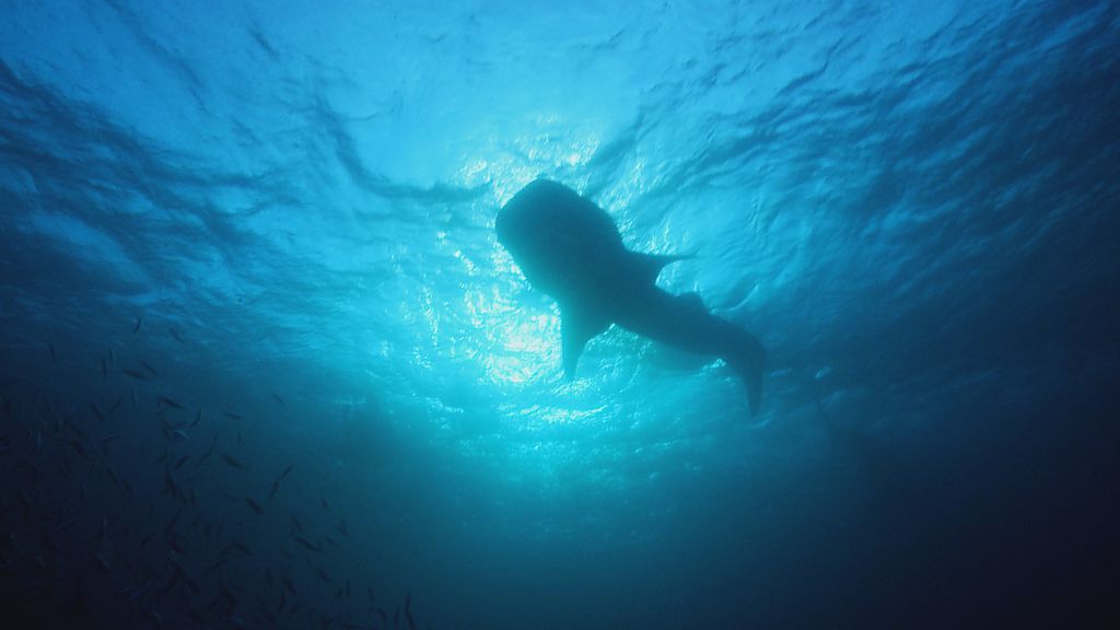 Il faut sauver le plus grand poisson du monde