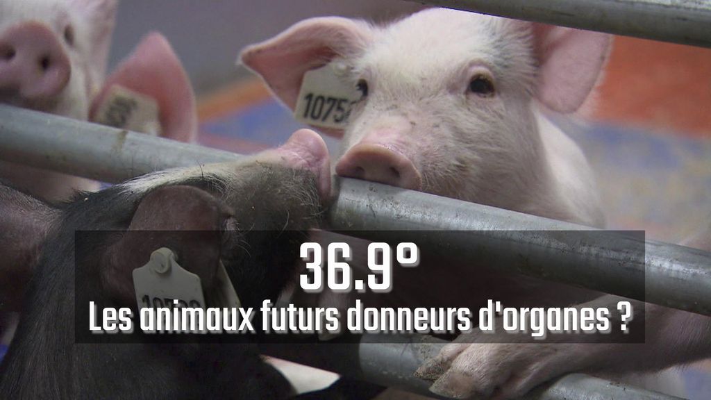 36.9° - Les animaux futurs donneurs d'organes ?