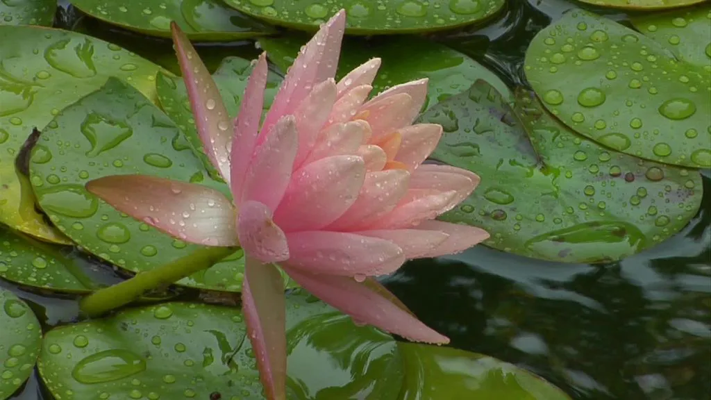Paradisiaque