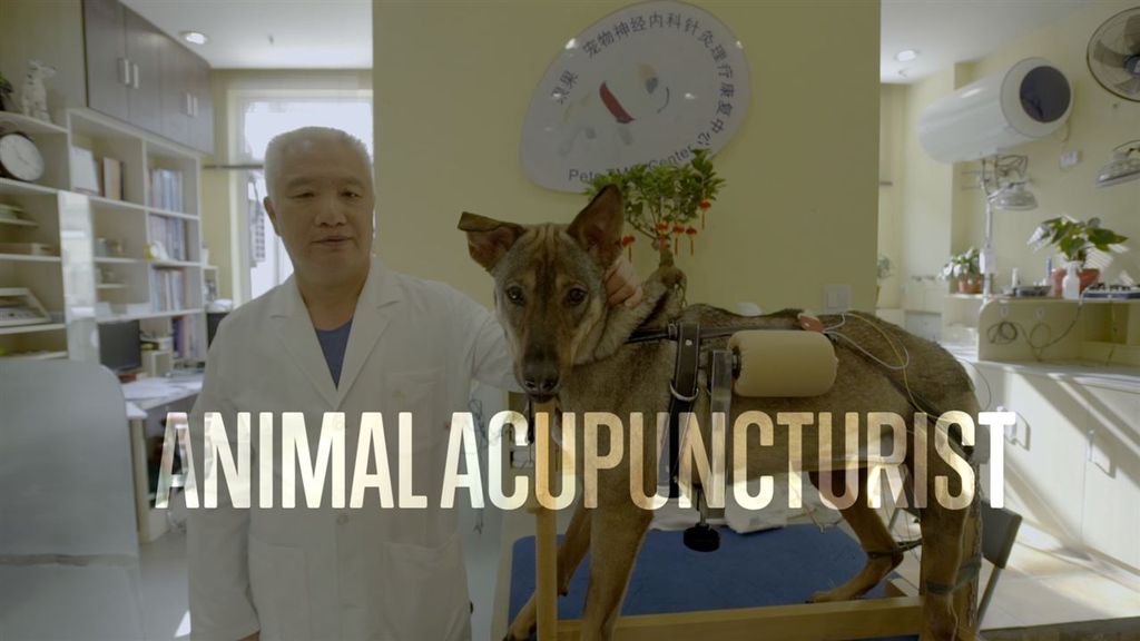 Acupuncture for pets: a revolutionary alternative to euthanasia