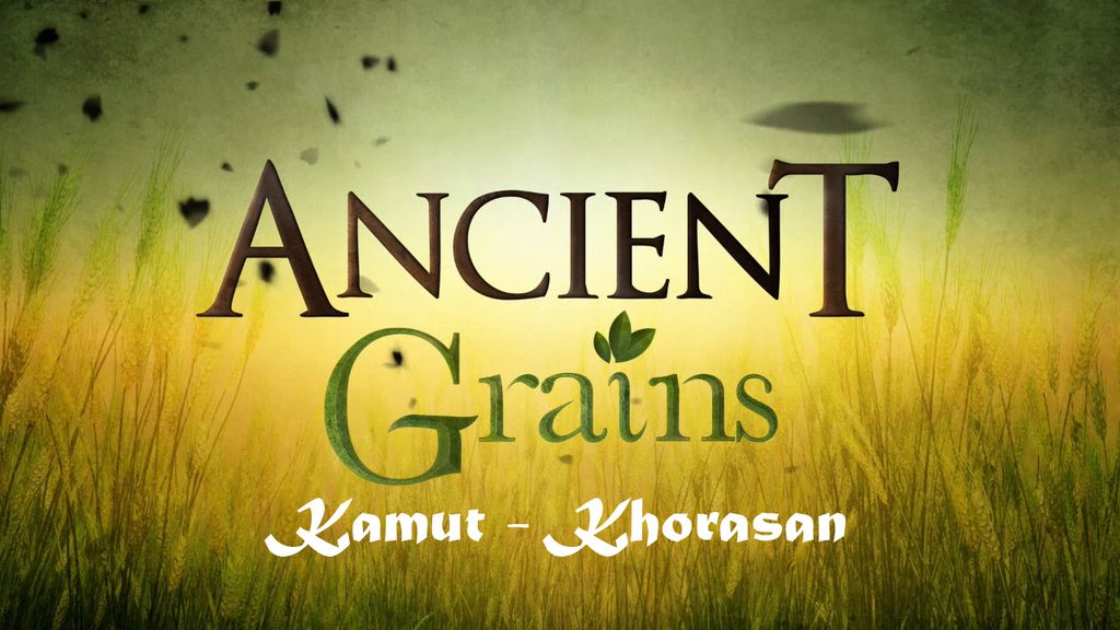 Ancient Grains - Kamut/Khorasan