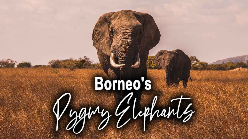 Borneo's Pygmy Elephants