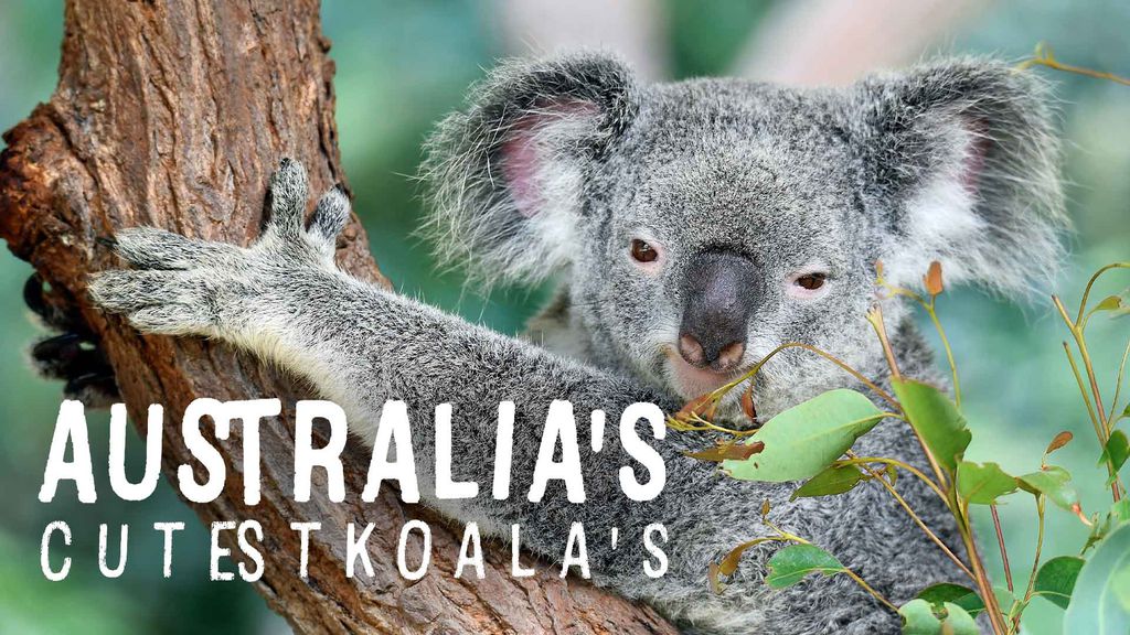 Australia's Cutest Koala's