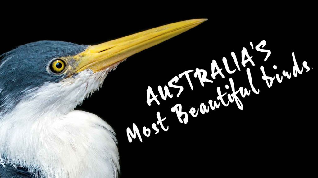 Australia's Most Beautiful Birds