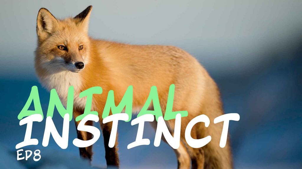 Animal Instinct - Episode 8