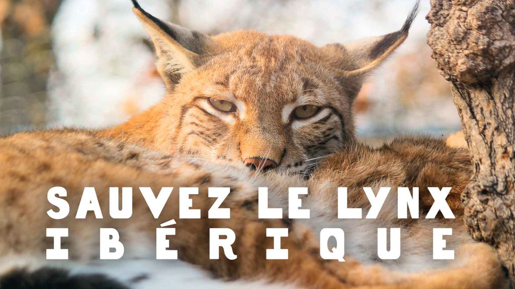 Sauvez le lynx ibérique