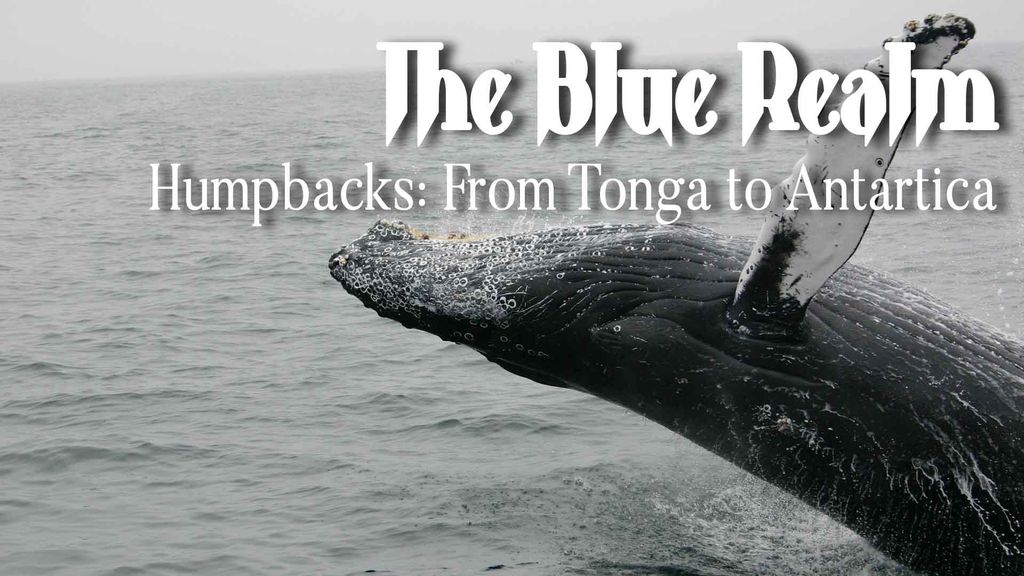 The Blue Realm - Humpbacks: From Tonga to Antarctica