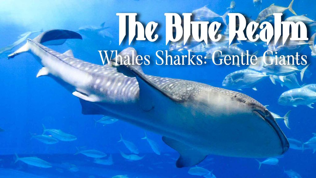 The Blue Realm - Whale Sharks: Gentle Giants