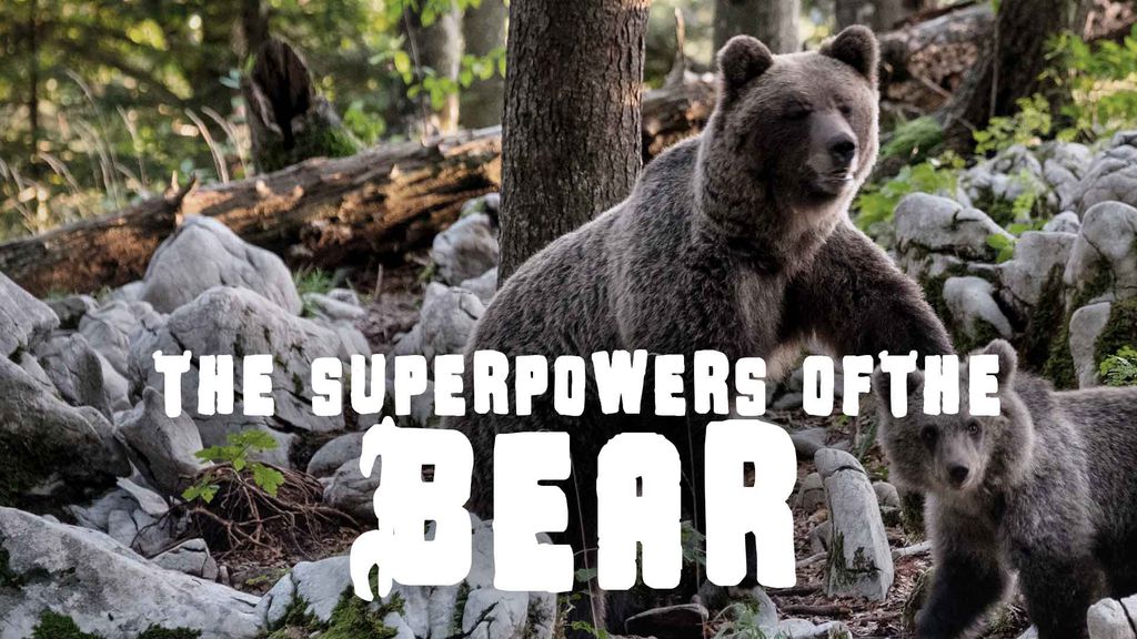 The Superpowers of the Bear