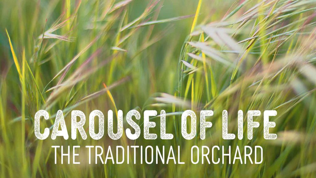 Carousel of Life - The traditional Orchard