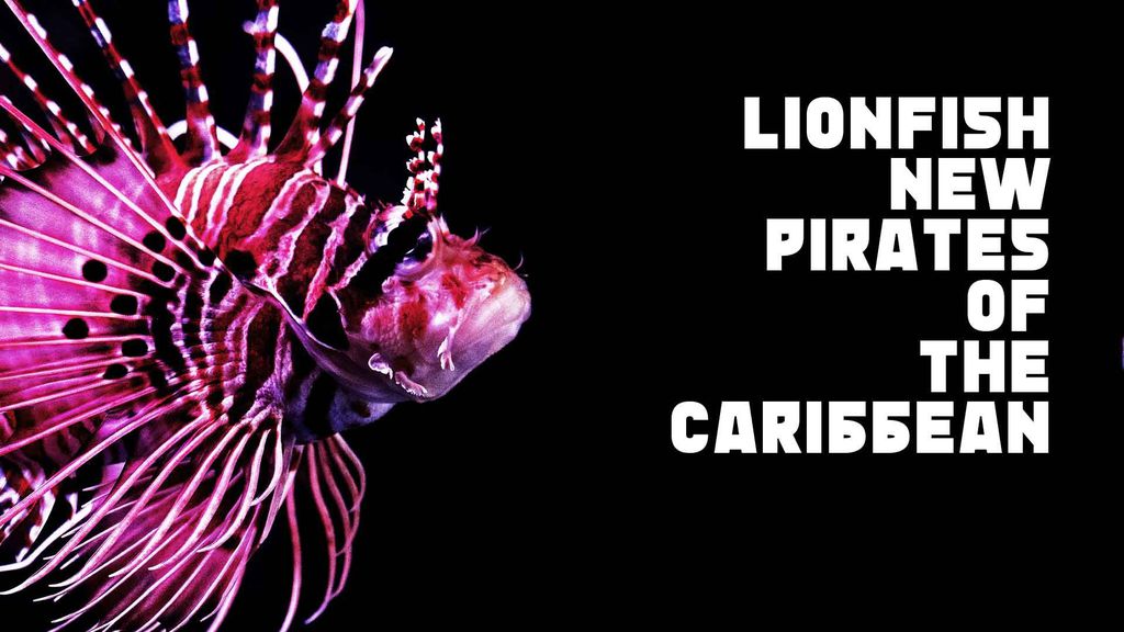 Lionfish - New Pirates of the Caribbean