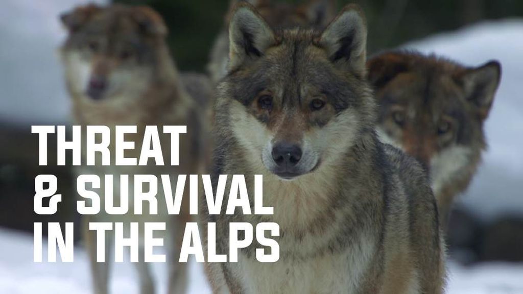 Threat and survival in the Alps
