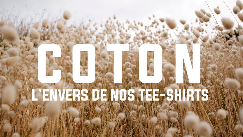 Coton : l'envers de nos tee-shirts