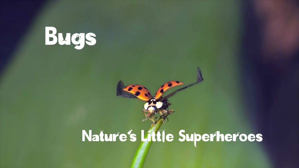 Bugs: Nature's Little Superheroes