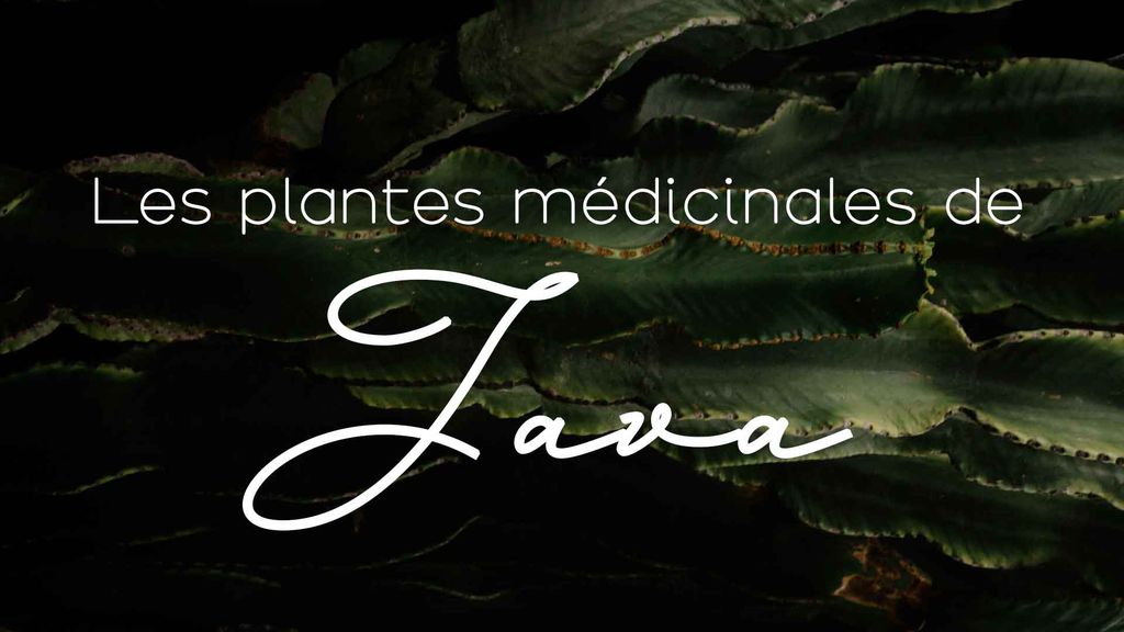 Les plantes médicinales de Java
