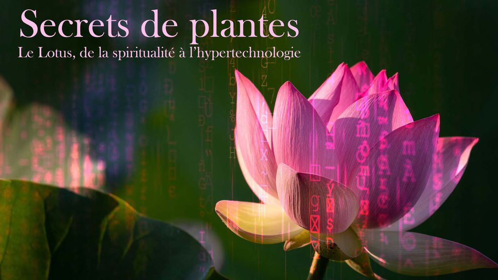 Secrets de plantes - Le Lotus, de la spiritualité à l'hypertechnologie
