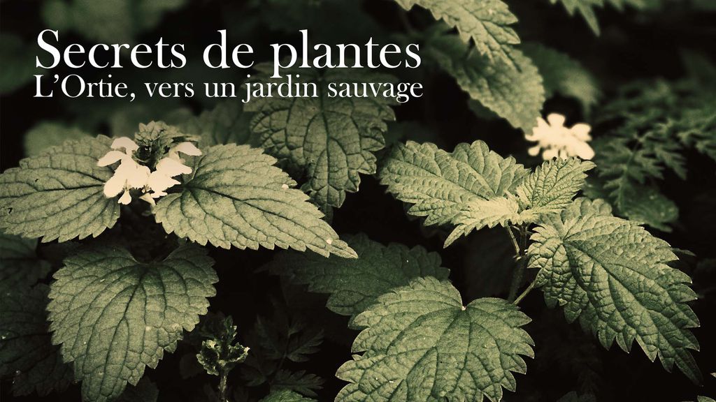 Secrets de plantes - L'Ortie, vers un jardin sauvage