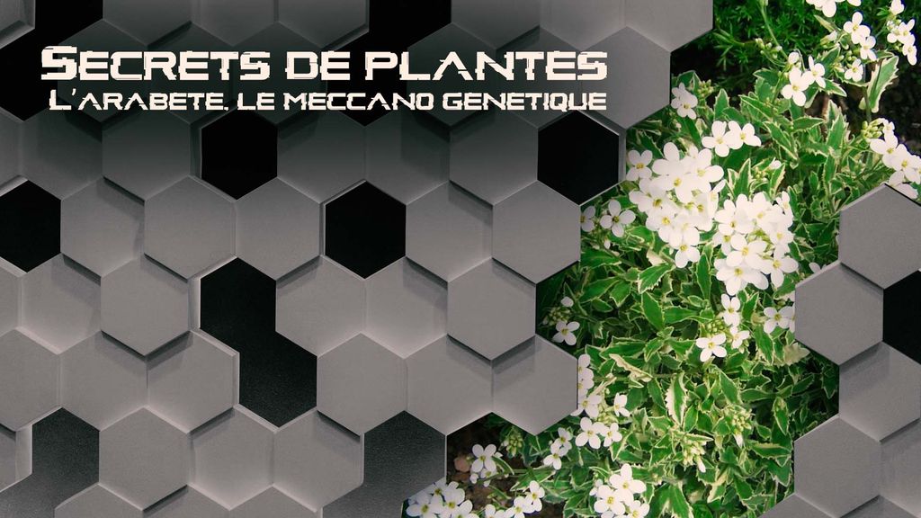 Secrets de plantes - L'arabette, le meccano génétique