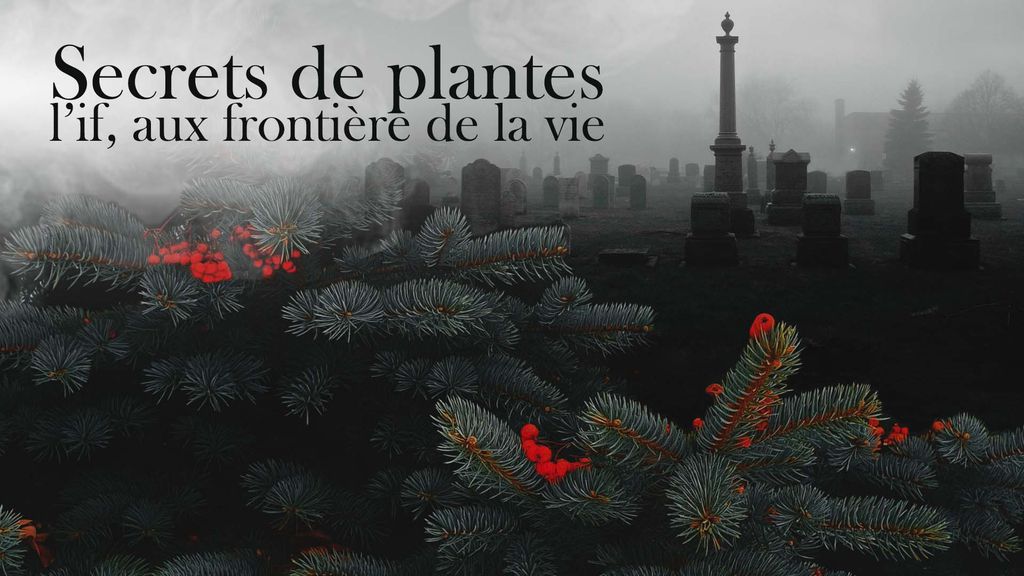 Secrets de plantes - L'if, aux frontières de la vie