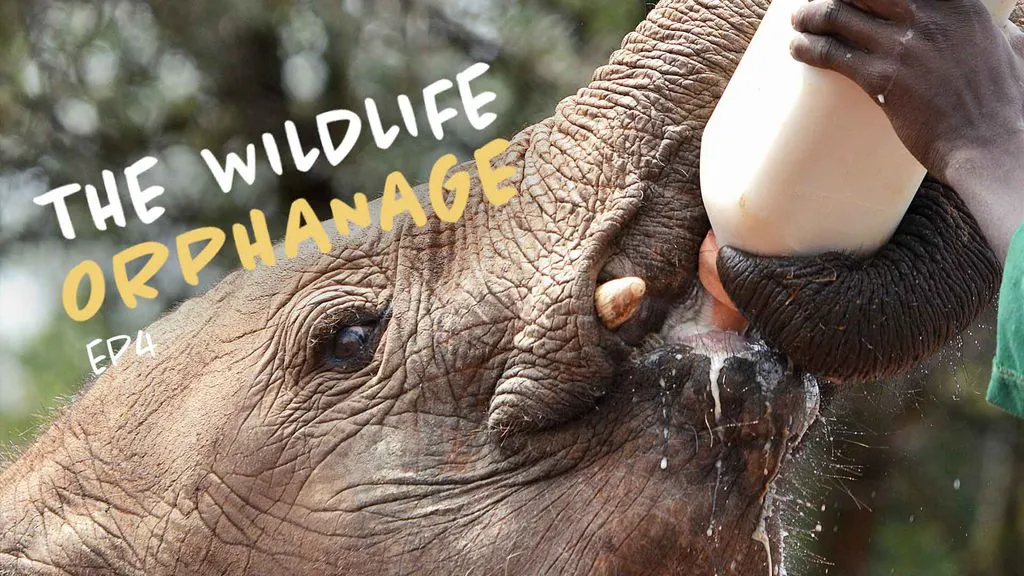 The Wildlife Orphanage 4