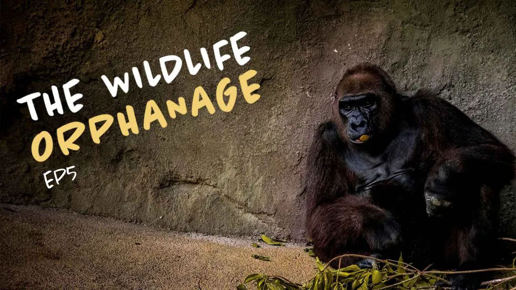 The Wildlife Orphanage 5