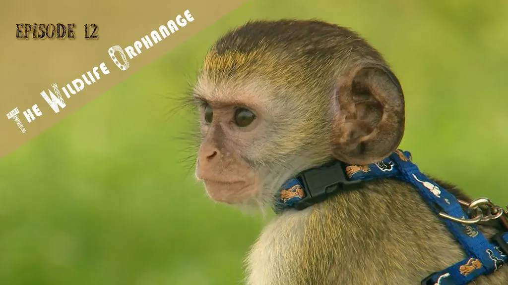 The Wildlife Orphanage 12
