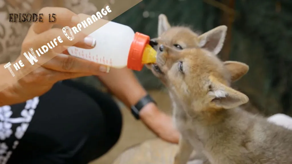 The Wildlife Orphanage 15