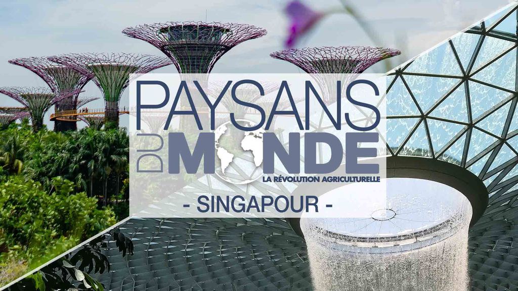 Paysans du monde : Singapour