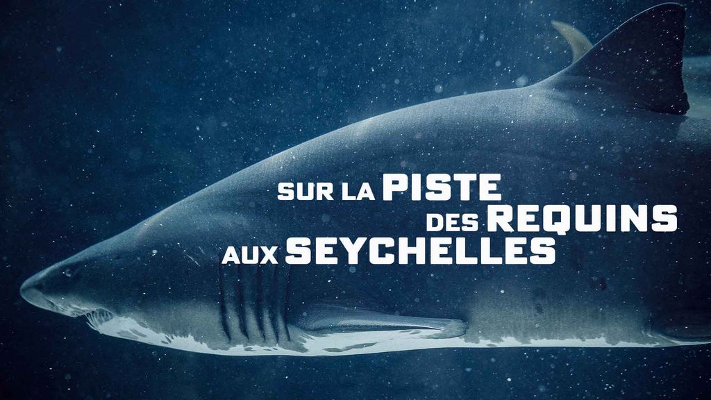 Sur la Piste des Requins aux Seychelles
