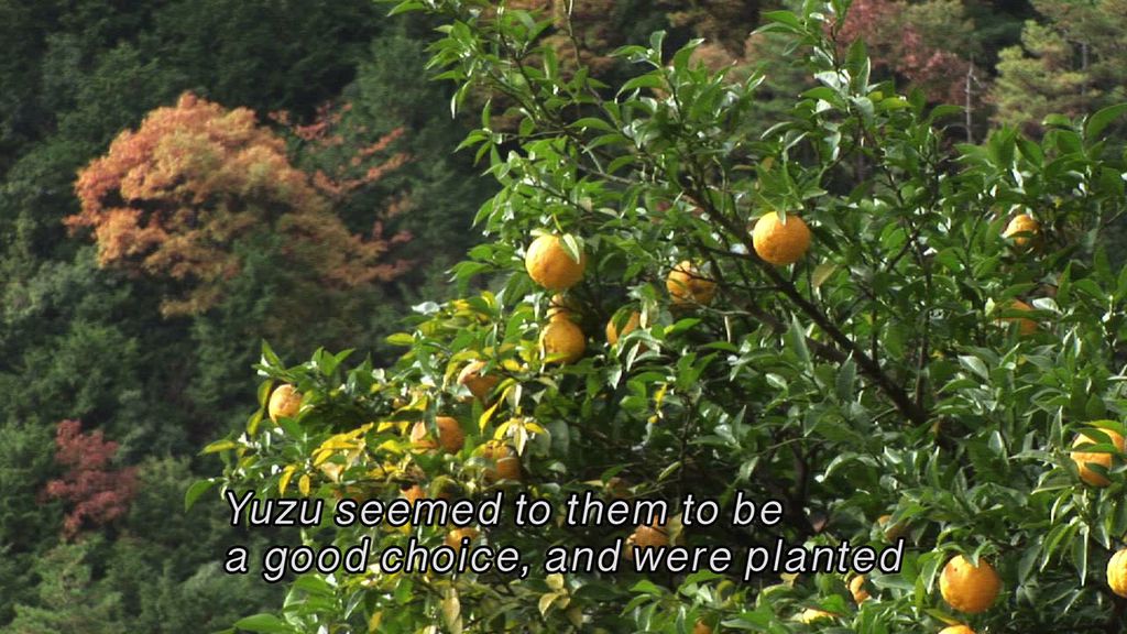 Secret Kyoto - The Secrets of Yuzu