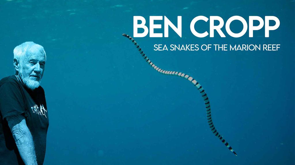Ben Cropp - Sea snakes of the marion reef