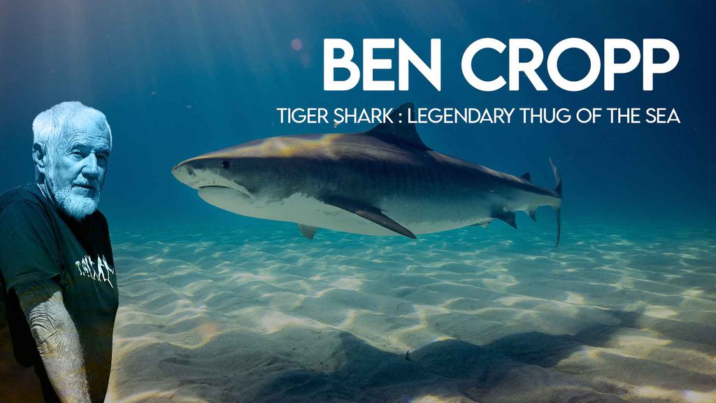 Ben Cropp - Tiger shark : legendary thug of the sea