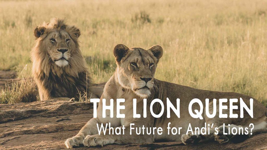 The Lion Queen Episode 6 – What Future for Andi’s Lions?