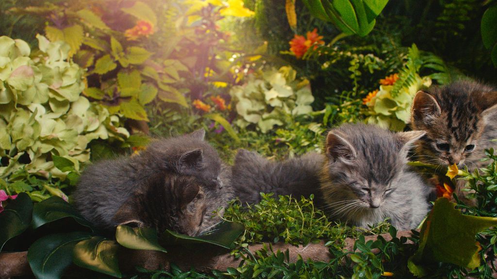 Kitten TV - Kitty Garden