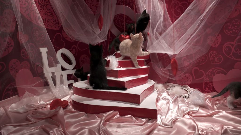 Kitten TV - My Purrfect Valentine