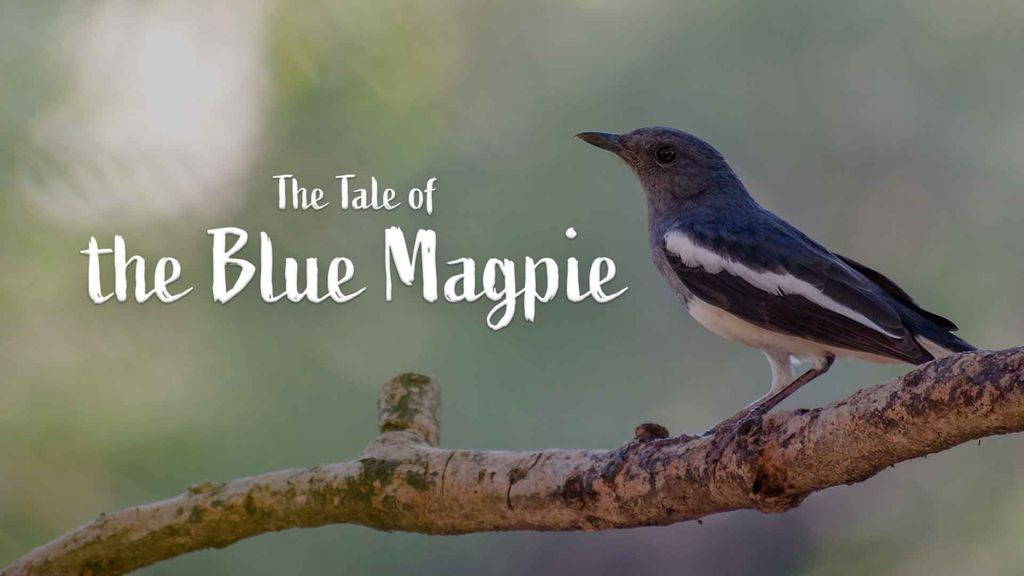 The Tale of the Blue Magpie