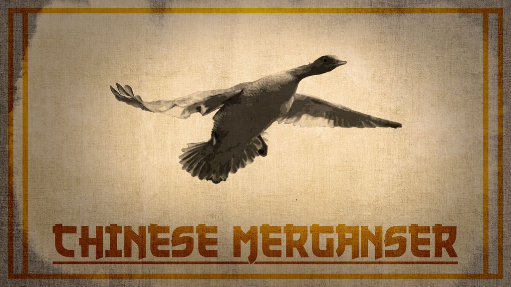 Chinese Merganser