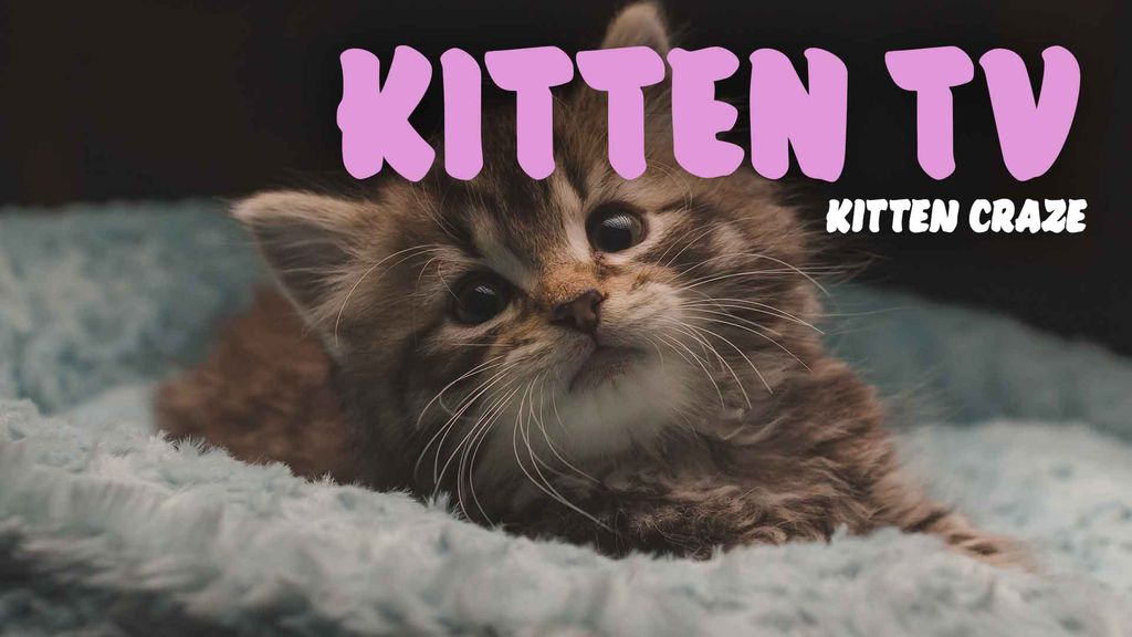 Kitten TV - Kitten Craze