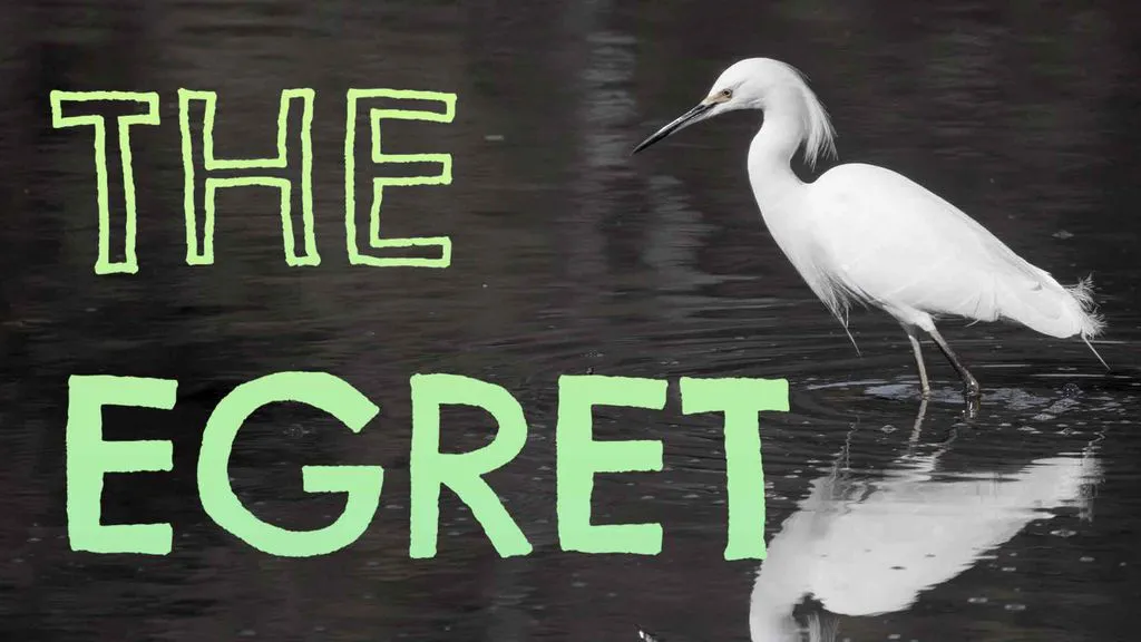 The Egret