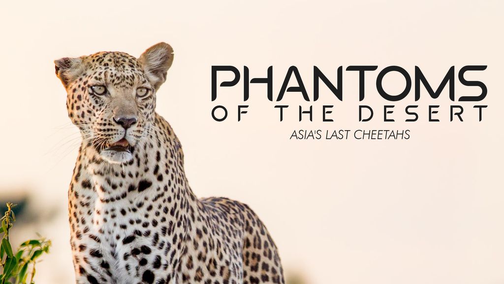 Phantoms of The Desert - Asia's Last Cheetahs