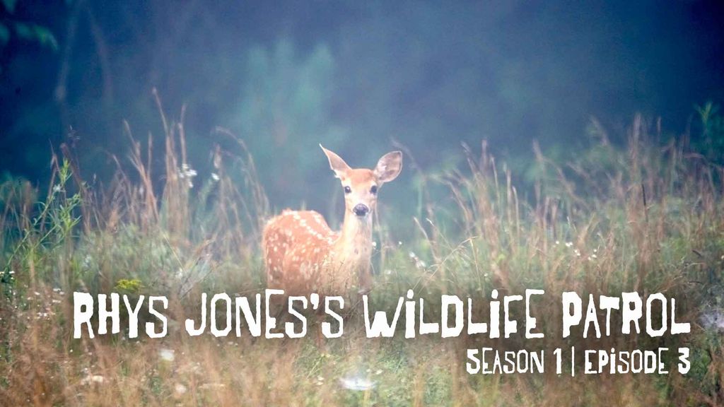 Rhys Jones's Wildlife Patrol | Season 1 | Episode 3