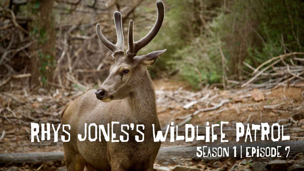 Rhys Jones's Wildlife Patrol | Season 1 | Episode 7