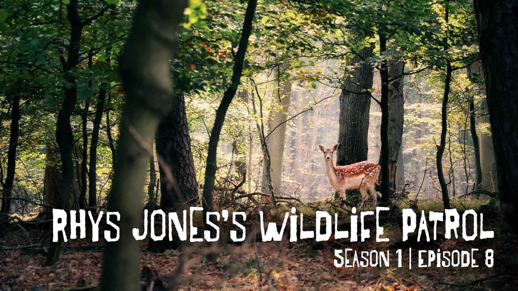Rhys Jones's Wildlife Patrol | Season 1 | Episode 8