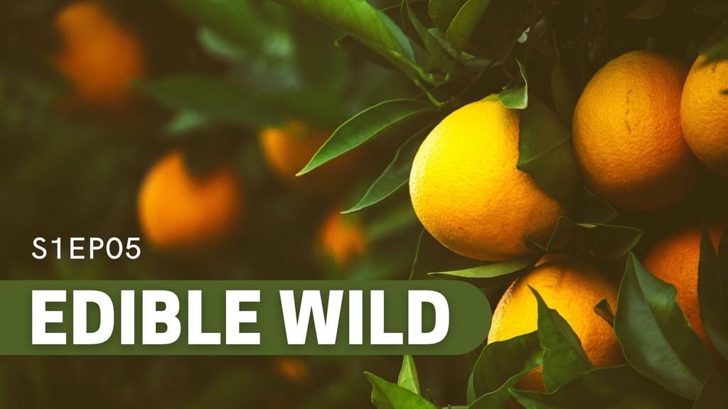 Edible Wild Episode 5