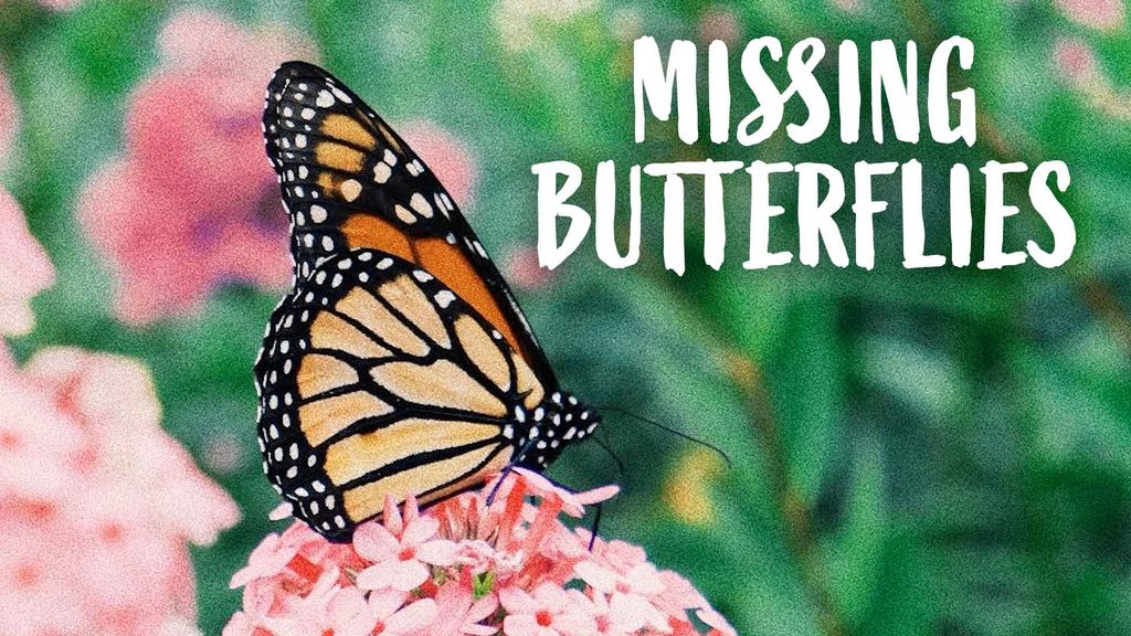 Missing Butterflies