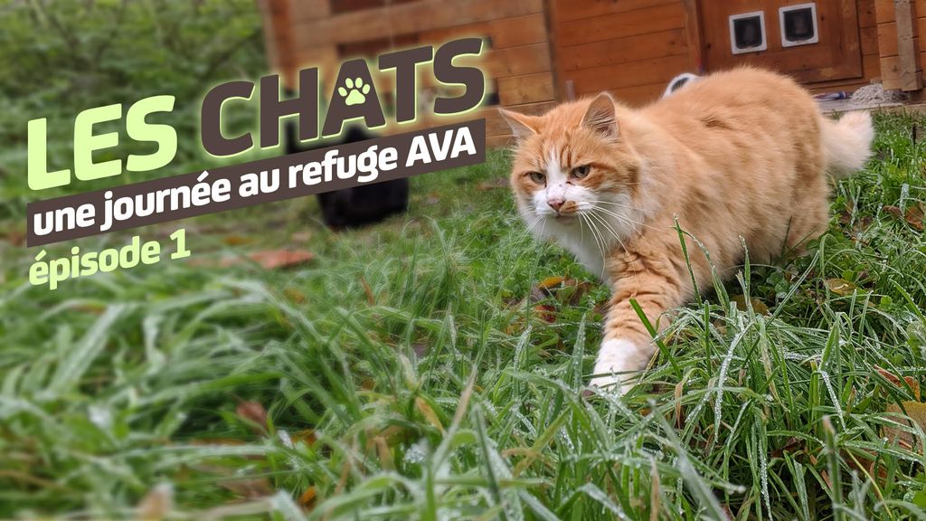 Une journée au refuge AVA : Les chats