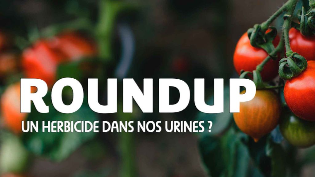 Roundup : Un herbicide dans nos urines ?