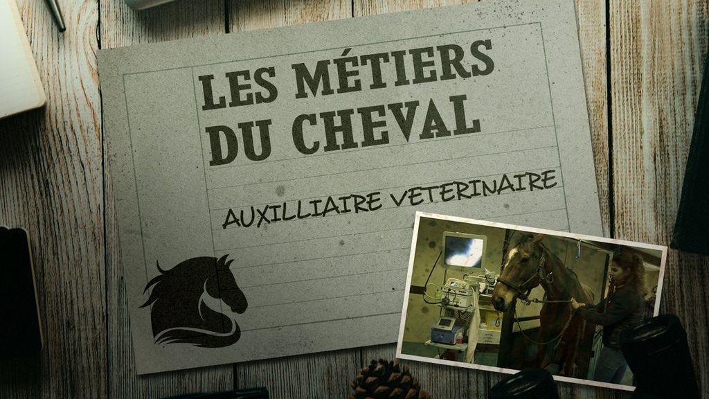 Les Métiers du Cheval - Auxilliaire Veterinaire