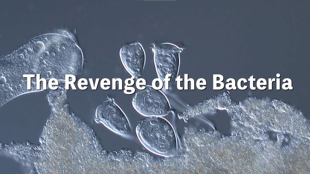 Revenge of the Bacteria